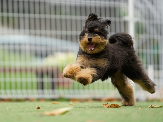 ドッグラン写真2