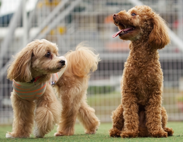 ドッグラン写真4