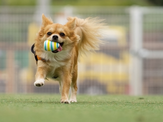 ドッグラン写真5